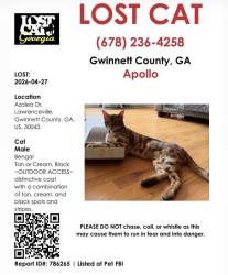 Lost Male Cat last seen Azalea Dr Lawrenceville , Gwinnett County, GA 30043
