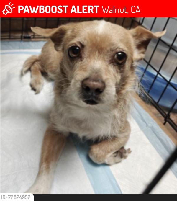 Lost Female Dog last seen Grand nd Amra, Walnut, CA 91789