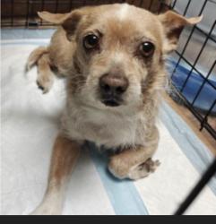 Lost Female Dog last seen Grand nd Amra, Walnut, CA 91789