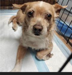 Lost Female Dog last seen Amar , Walnut, CA 91789