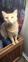 Lost Male Cat last seen Sunnybrook apmts, Chesapeake, VA 23324