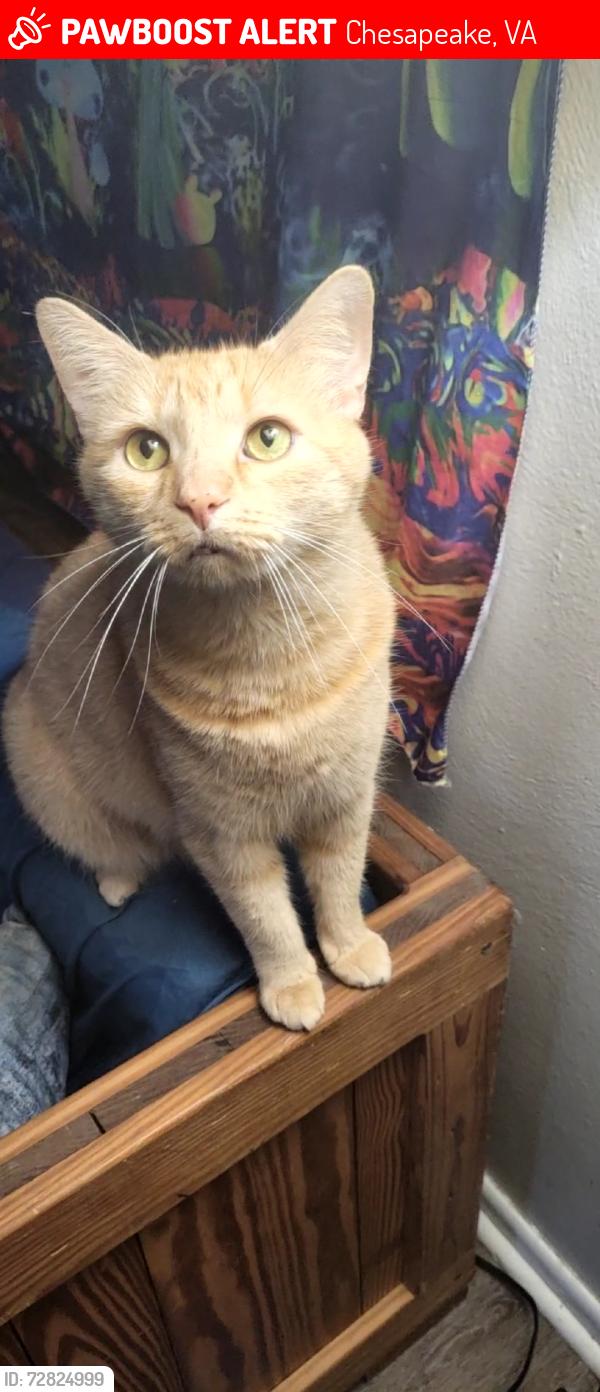 Lost Male Cat last seen Sunnybrook apmts, Chesapeake, VA 23324