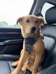 Found/Stray Male Dog last seen Westchester Drive in High Point , High Point, NC 27262