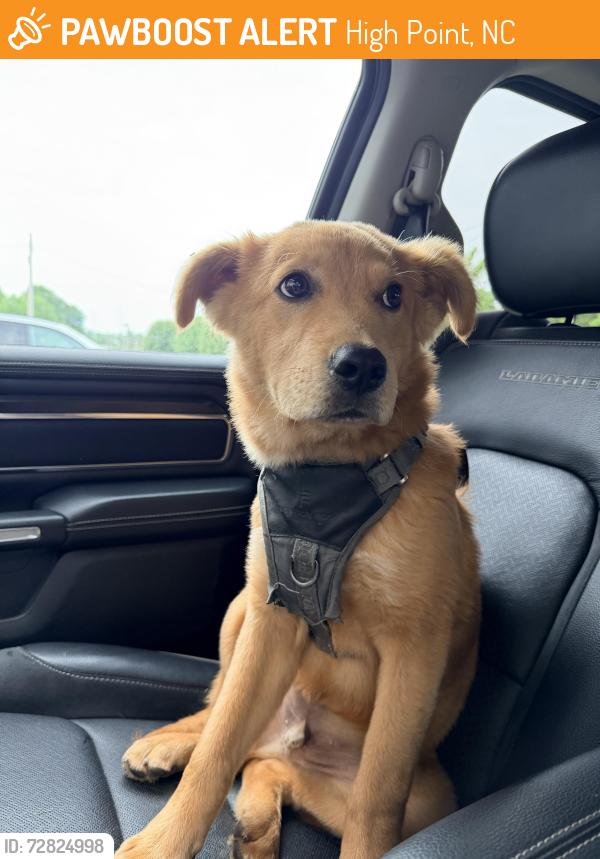 Found/Stray Male Dog last seen Westchester Drive in High Point , High Point, NC 27262