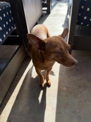Found/Stray Female Dog last seen Ashlan and palm, Old Fig Garden, CA 93704