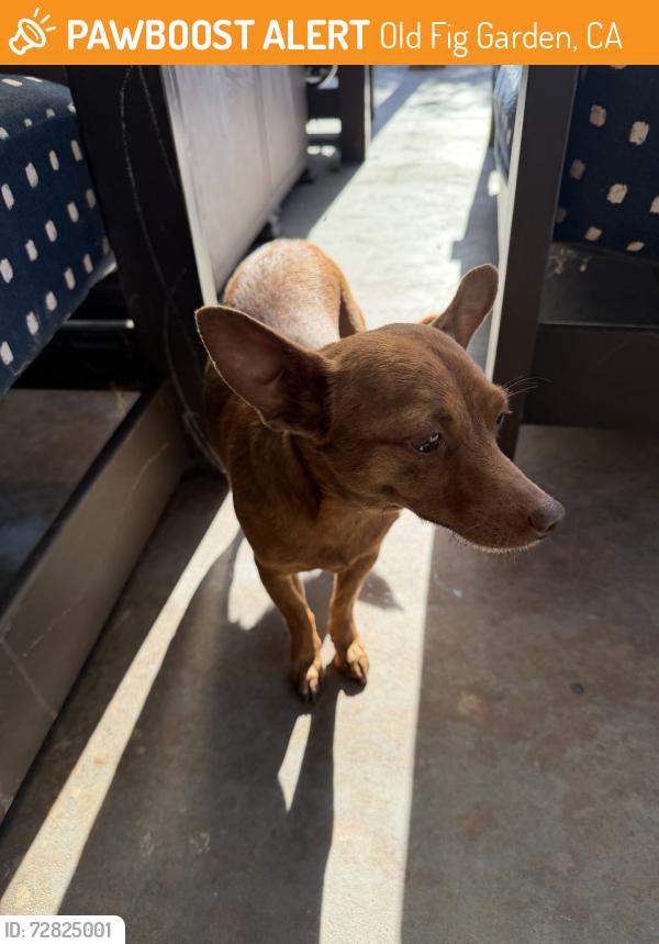Found/Stray Female Dog last seen Ashlan and palm, Old Fig Garden, CA 93704