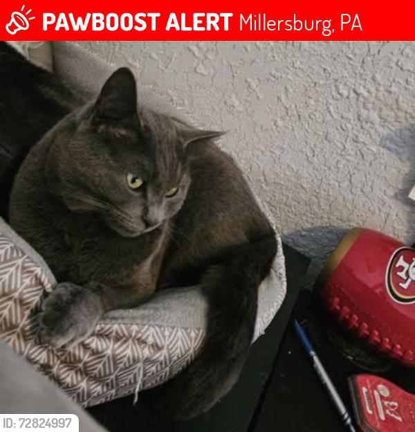 Lost Female Cat last seen Millersburg Schools, Millersburg, PA 17061
