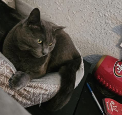 Lost Female Cat last seen Millersburg Schools, Millersburg, PA 17061