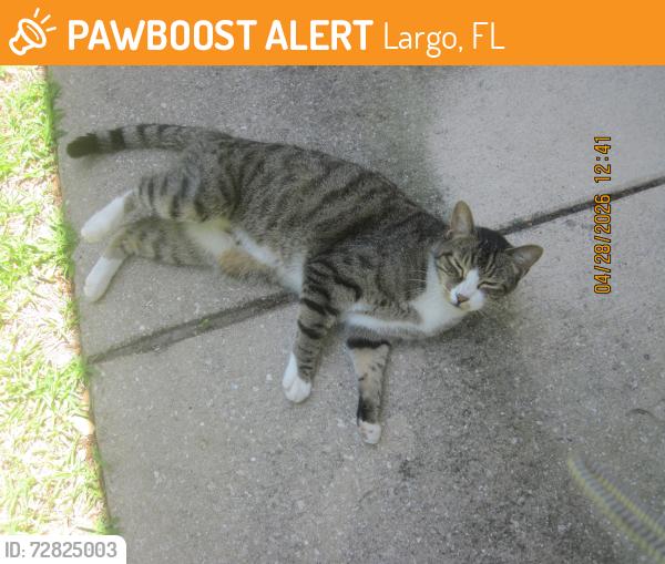 Found/Stray Male Cat last seen Walsingham Park, Largo, FL 33778