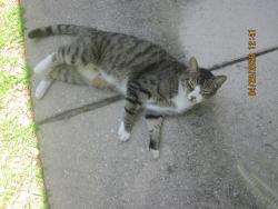 Found/Stray Male Cat last seen Walsingham Park, Largo, FL 33778