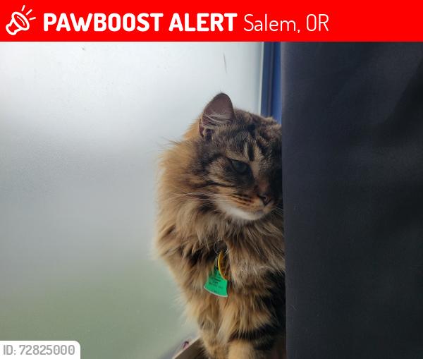 Lost Male Cat last seen Windstone Village near Center and Cordon, Salem, OR 97301