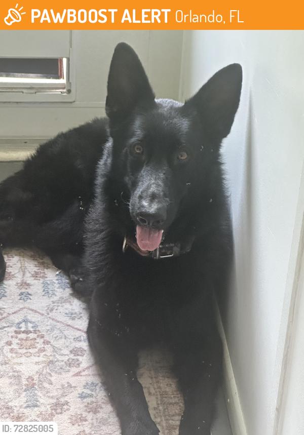 Found/Stray Male Dog last seen Gaston Foster, Orlando, FL 32807