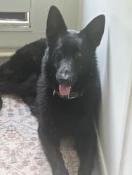 Found/Stray Male Dog last seen Gaston Foster, Orlando, FL 32807