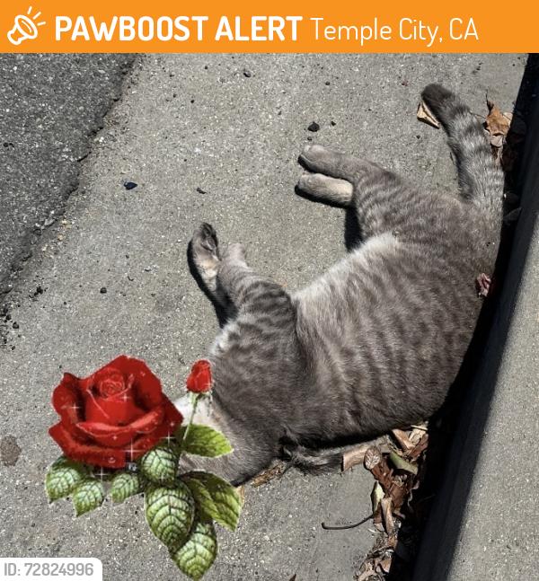 Found/Stray Male Cat last seen Farago/Grand Avenue , Temple City, CA 91780