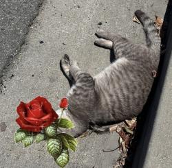 Found/Stray Male Cat last seen Farago/Grand Avenue , Temple City, CA 91780