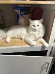 Lost Male Cat last seen Lombard , Portland, OR 97218