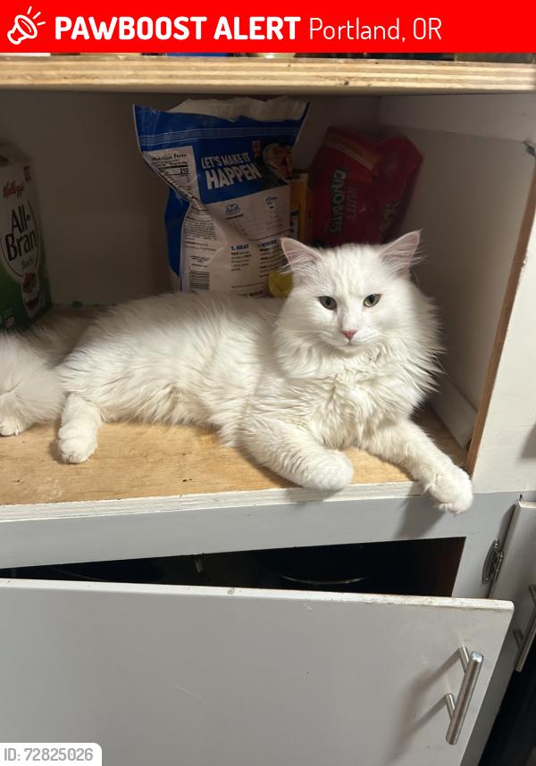 Lost Male Cat last seen Lombard , Portland, OR 97218