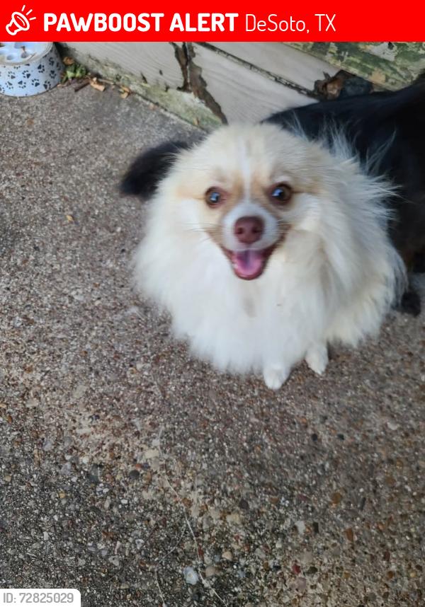 Lost Male Dog last seen Parkerville , DeSoto, TX 75115