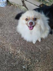Lost Male Dog last seen Parkerville , DeSoto, TX 75115