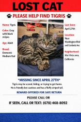 Lost Male Cat last seen Centinela ave and washington blvd, Los Angeles, CA 90066