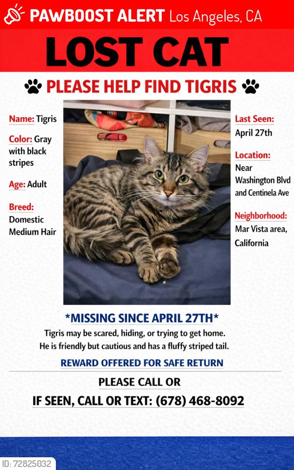 Lost Male Cat last seen Centinela ave and washington blvd, Los Angeles, CA 90066