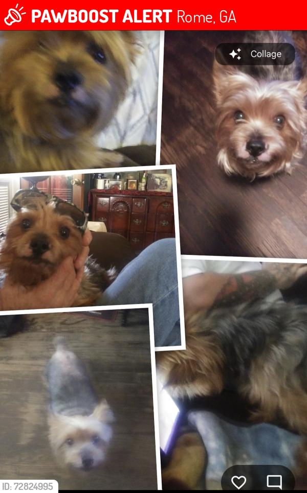 Lost Male Dog last seen Turner chapel rd Rome ga , Rome, GA 30161
