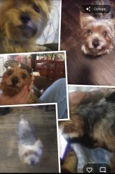 Lost Male Dog last seen Turner chapel rd Rome ga , Rome, GA 30161
