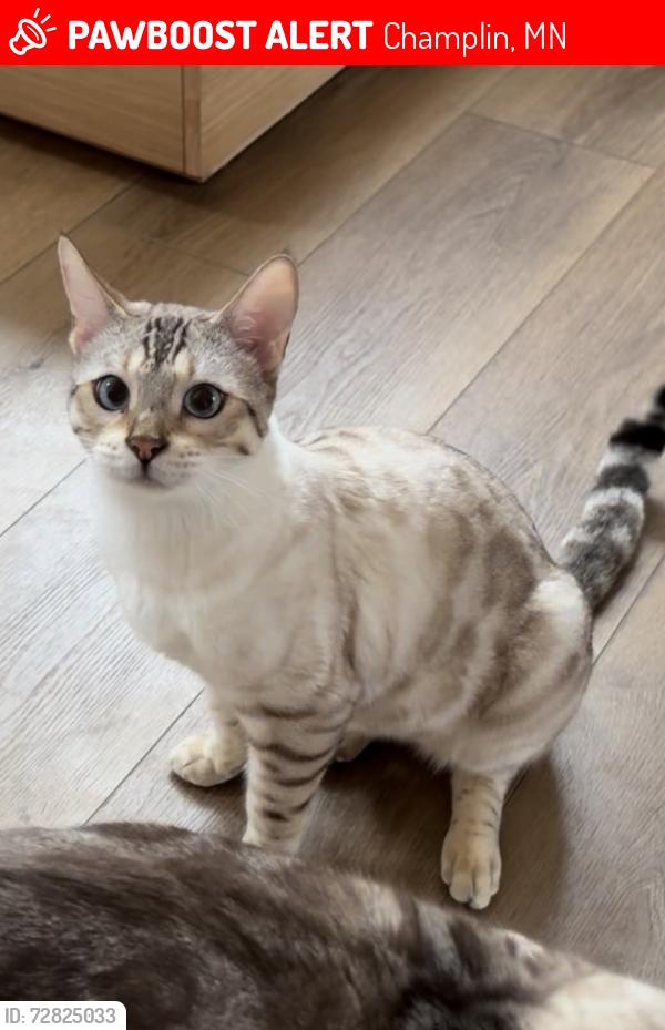 Lost Male Cat last seen Dog park, Champlin, MN 55316