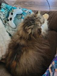 Lost Male Cat last seen Pickens county central library, Central, SC 29630
