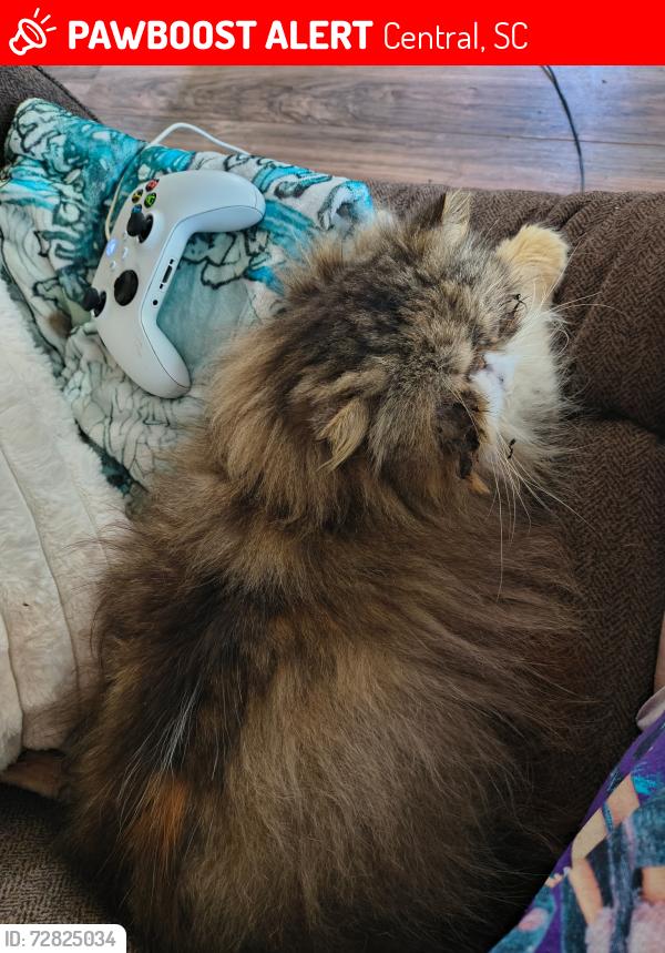 Lost Male Cat last seen Pickens county central library, Central, SC 29630