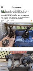 Lost Male Dog last seen Return church road , Seneca, SC 29678