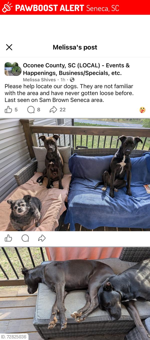 Lost Male Dog last seen Return church road , Seneca, SC 29678
