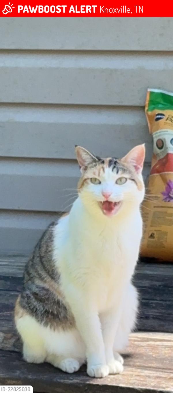 Lost Female Cat last seen West valley middle school , Knoxville, TN 37922