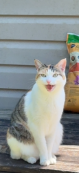 Lost Female Cat last seen West valley middle school , Knoxville, TN 37922