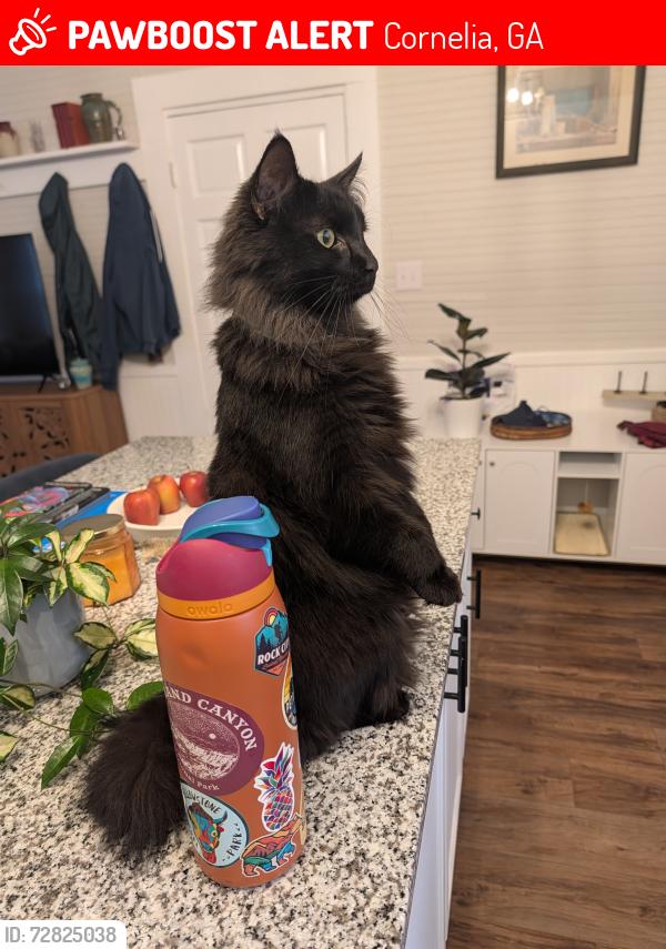 Lost Male Cat last seen Futures Program- 595 Elrod St, Cornelia, GA 30531