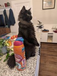 Lost Male Cat last seen Futures Program- 595 Elrod St, Cornelia, GA 30531