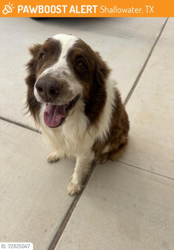 Found/Stray Male Dog last seen Legacy Ranch neighborhood , Shallowater, TX 79363