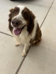 Found/Stray Male Dog last seen Legacy Ranch neighborhood , Shallowater, TX 79363