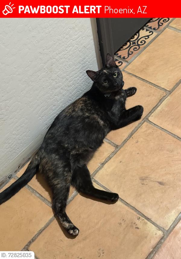 Lost Female Cat last seen 81st street and Broadway , Phoenix, AZ 85043