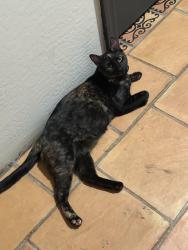Lost Female Cat last seen 81st street and Broadway , Phoenix, AZ 85043