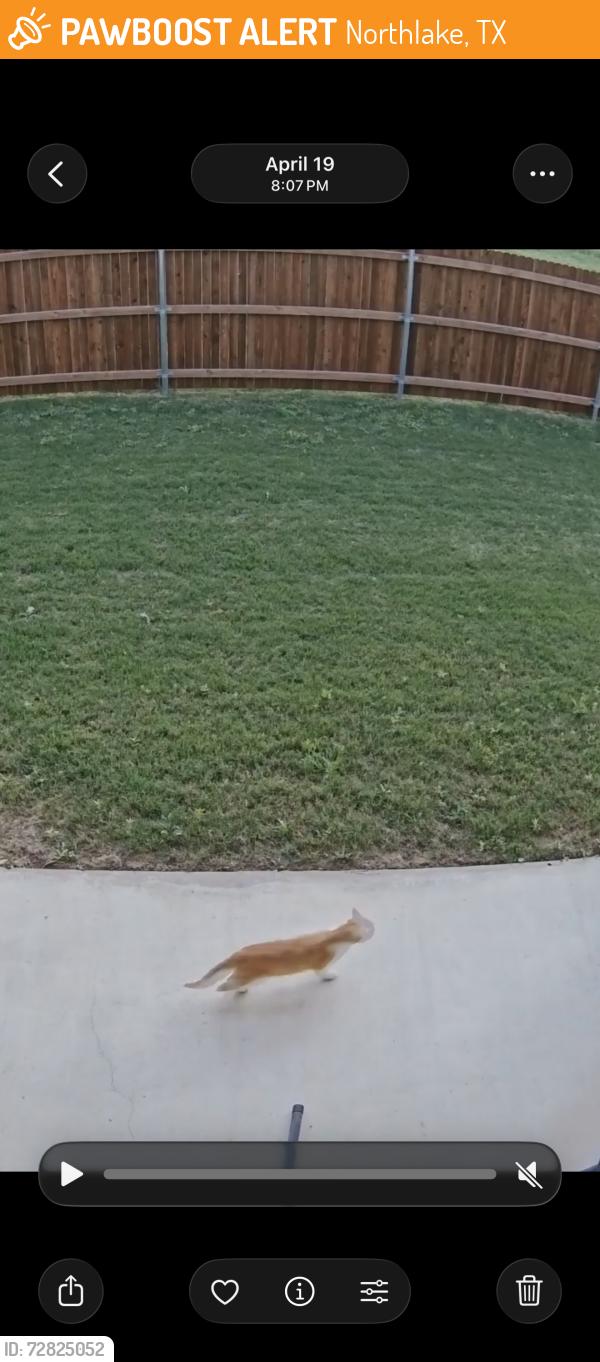 Found/Stray Unknown Cat last seen Renault and purple dome , Northlake, TX 76247