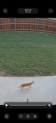 Found/Stray Unknown Cat last seen Renault and purple dome , Northlake, TX 76247