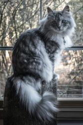 Found/Stray Unknown Cat last seen Tomahawk elementary school , Olathe, KS 66062