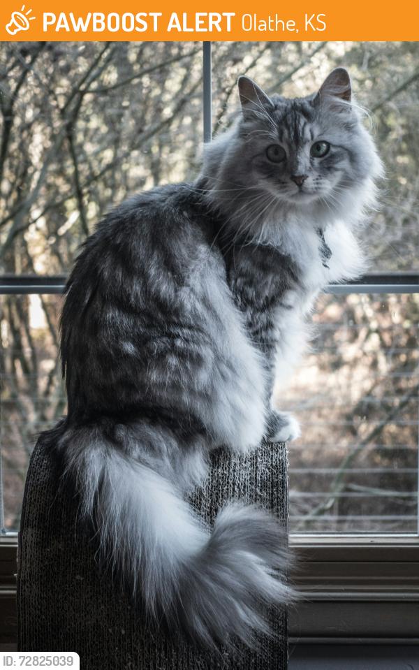 Found/Stray Unknown Cat last seen Tomahawk elementary school , Olathe, KS 66062