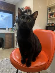 Lost Male Cat last seen Elms st. And McKaig Ave., Troy, OH 45373