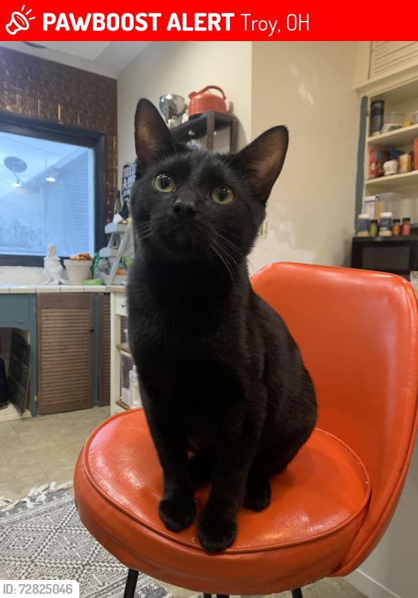 Lost Male Cat last seen Elms st. And McKaig Ave., Troy, OH 45373