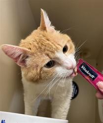 Shelter Stray Male Cat last seen SEBREE LN, Watterson Park, KY 40218