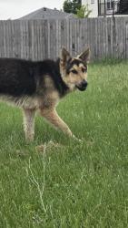 Found/Stray Female Dog last seen Kingswood and Altamesa Fort Worth, Fort Worth, TX 76133