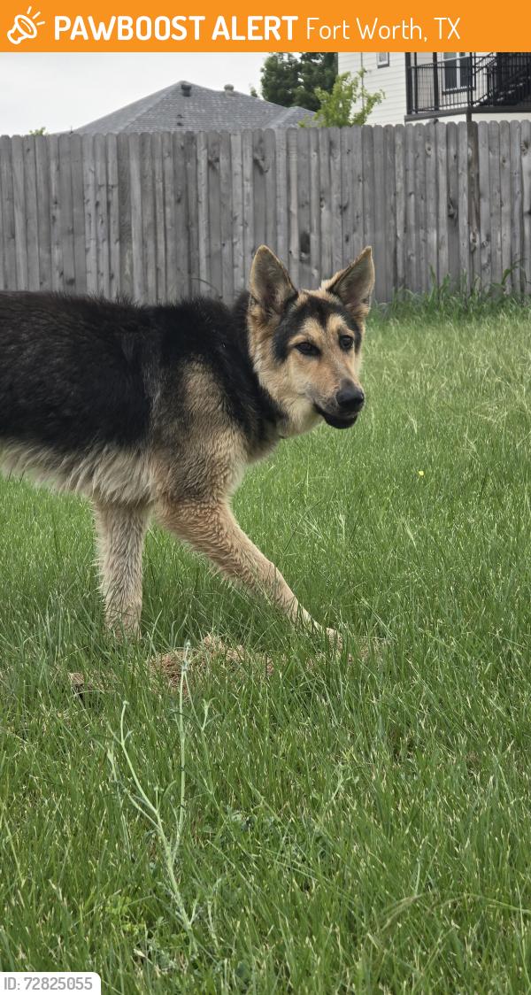 Found/Stray Female Dog last seen Kingswood and Altamesa Fort Worth, Fort Worth, TX 76133