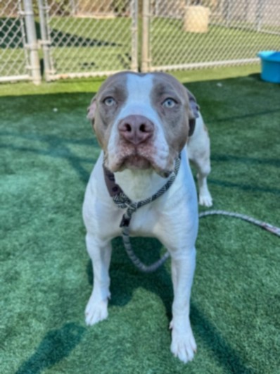 Shelter Stray Female Dog last seen , Los Angeles, CA 90031